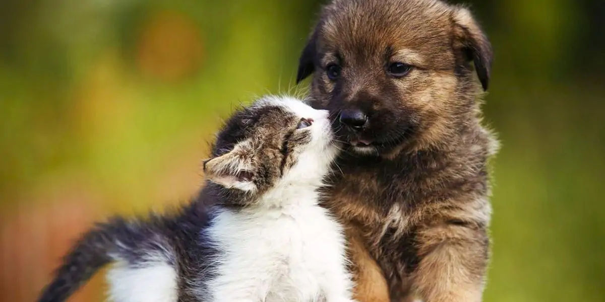 Animals, Animals facts, Animals fact