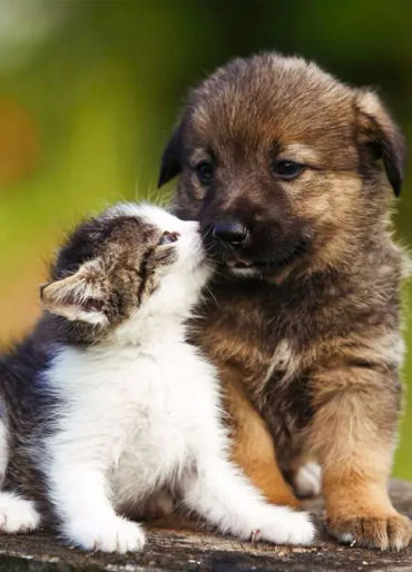 Animals, Animals facts, Animals fact