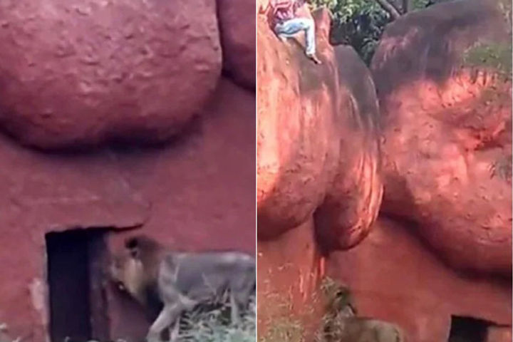 In Hyderabads Nehru Zoological Park a young man tried to jump into the lions enclosure on Tuesday na In Hyderabads Nehru Zoological Park a young man tried to jump into the lions enclosure on Tuesday na