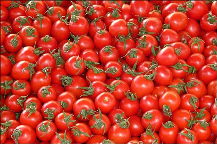 Tomato Prices Dips In The Wholesale Market Of Delhi