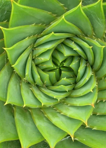 maths facts, fun maths, fun facts about math, weird fact about math 