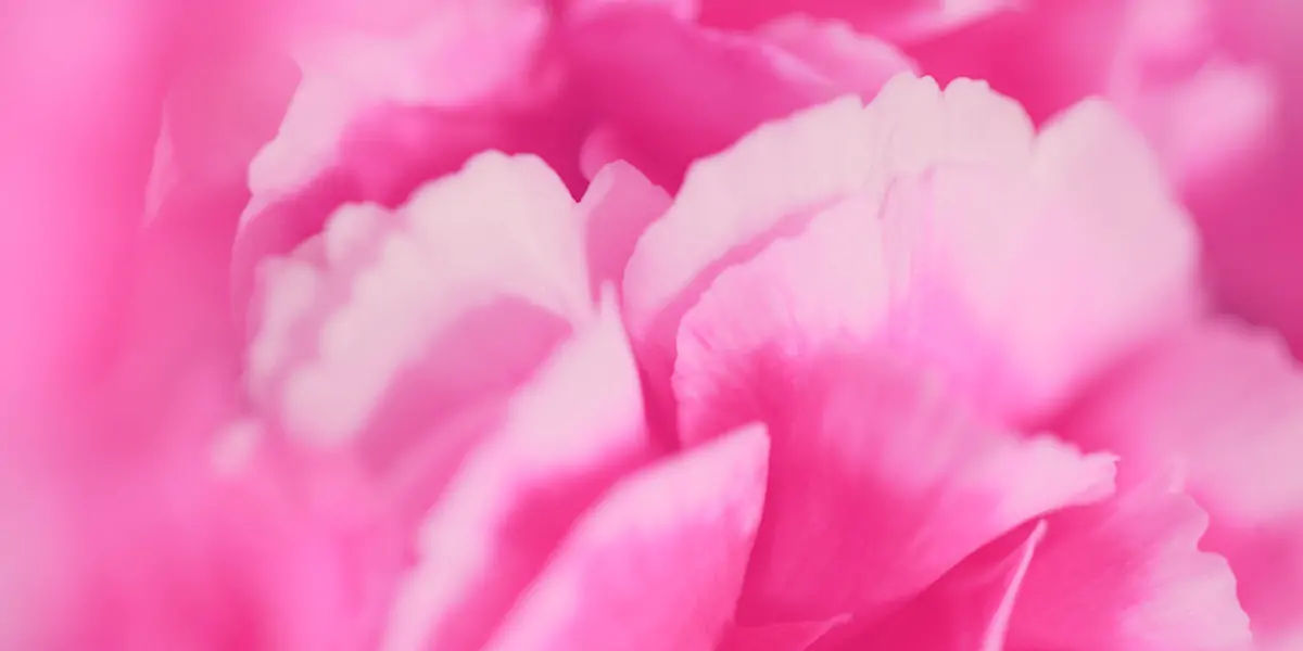 color facts, color, facts about mind, facts of color, pink facts, pink color