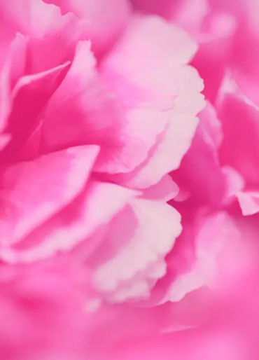 color facts, color, facts about mind, facts of color, pink facts, pink color