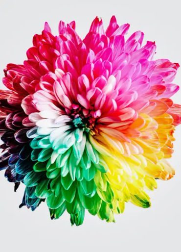 color facts, color, facts about mind, facts of color, color blood, red color, blue color 