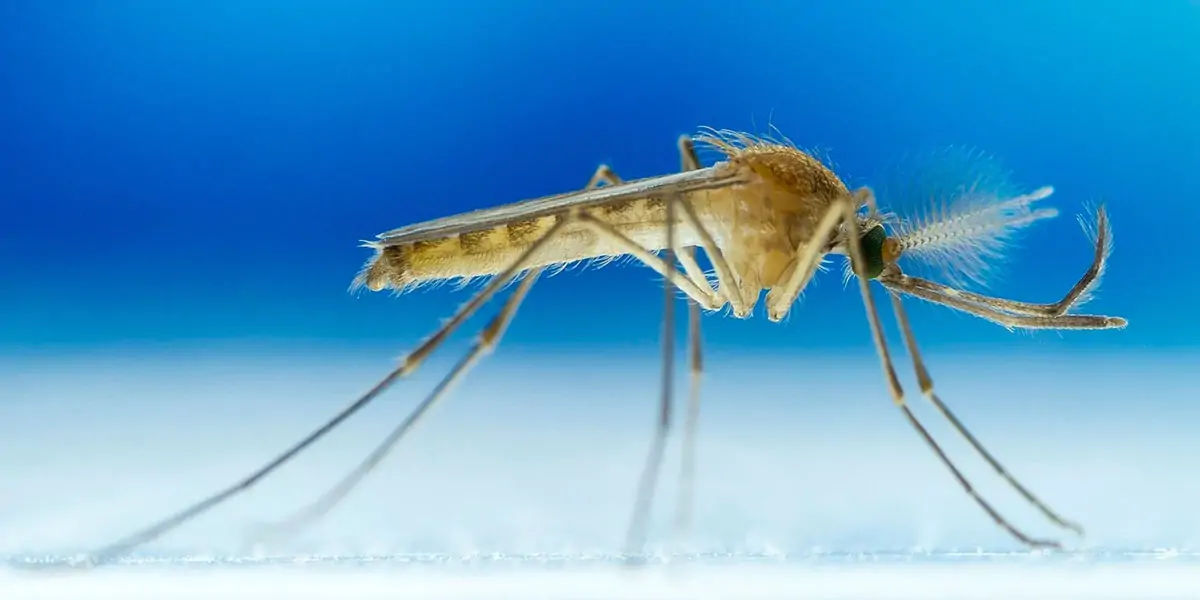 color facts, color, facts about mind, facts of color, blue color, mosquito color, 