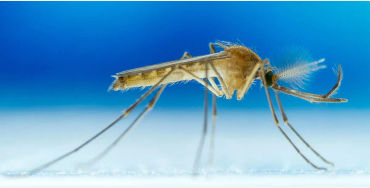 color facts, color, facts about mind, facts of color, blue color, mosquito color, 