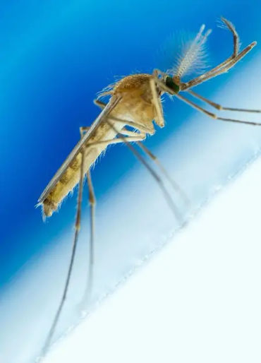 color facts, color, facts about mind, facts of color, blue color, mosquito color, 