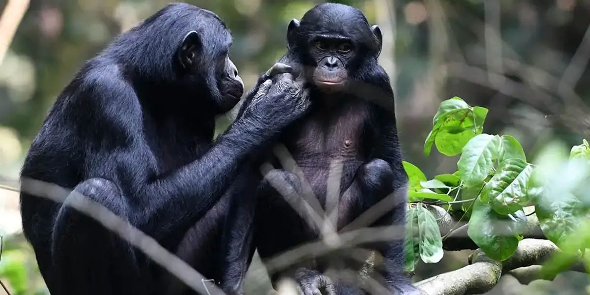 bonobo, bonobo spelling, bonobo fact