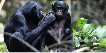 bonobo, bonobo spelling, bonobo fact