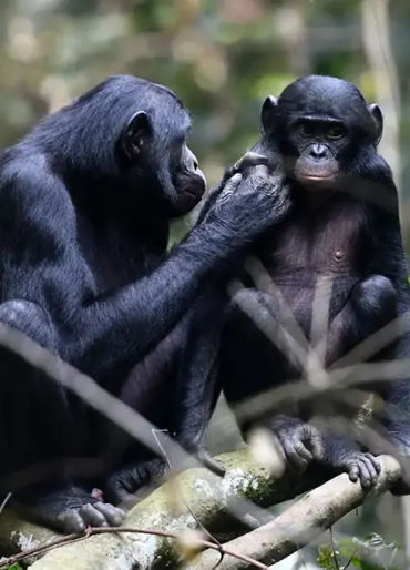 bonobo, bonobo spelling, bonobo fact