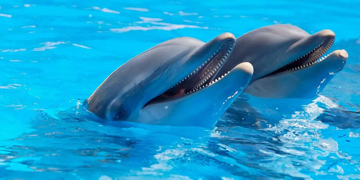 Amazing Facts On Animals : Shocking! Dolphins sleep with one eye open |  Shortpedia