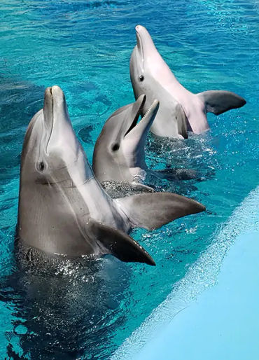 Dolphins, Dolphins facts, Dolphins sleep, Dolphins fact, animal facts, Dolphins facts, facts about D
