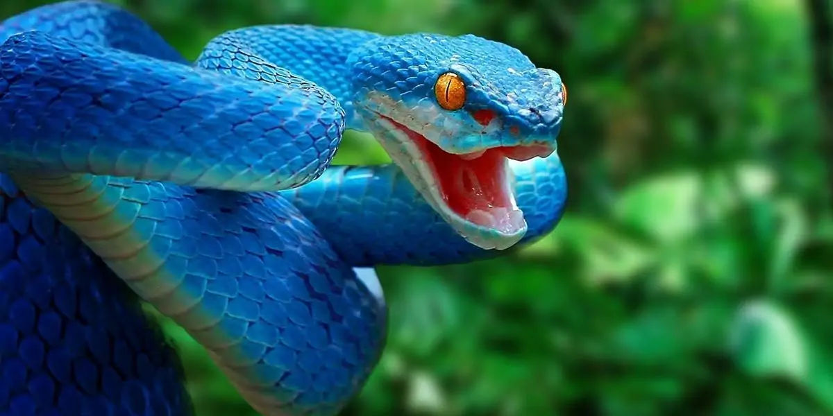 snake nose, snakes tongue, snakes facts 