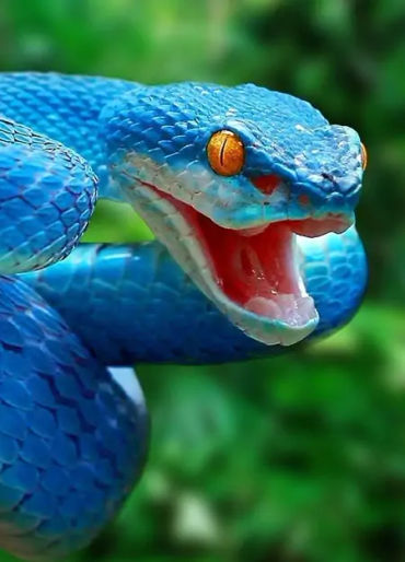 snake nose, snakes tongue, snakes facts 