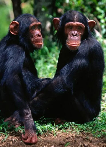 chimpanzee, humans, human chipanzee