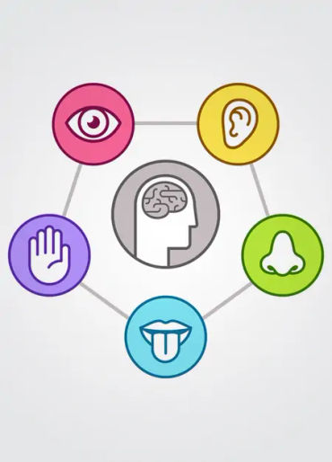 senses, human sense, 5 senses, five senses, sixth sense, 6 sense 