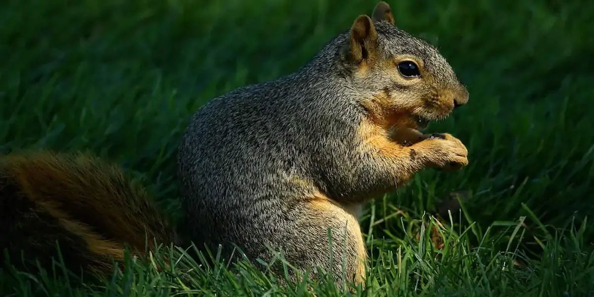 Squirrels, Squirrels facts, Squirrels blackouts