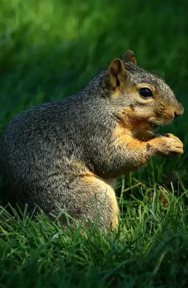 Squirrels, Squirrels facts, Squirrels blackouts 