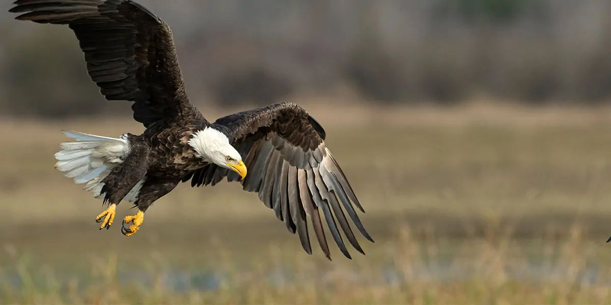 eagles, eagles facts, eagles power, eagles hunting 