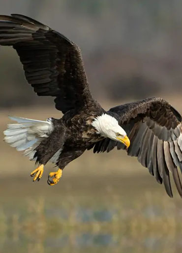 eagles, eagles facts, eagles power, eagles hunting 
