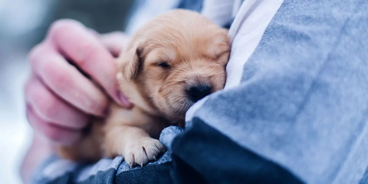 dogs, dogs facts, dogs age, fun facts about dogs, facts about dogs, dogs fun fact, fun facts dogs, d