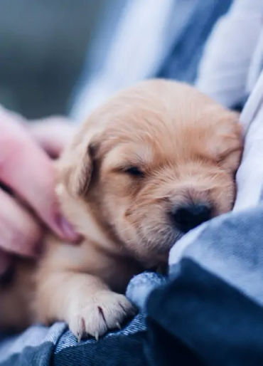 dogs, dogs facts, dogs age, fun facts about dogs, facts about dogs, dogs fun fact, fun facts dogs, d