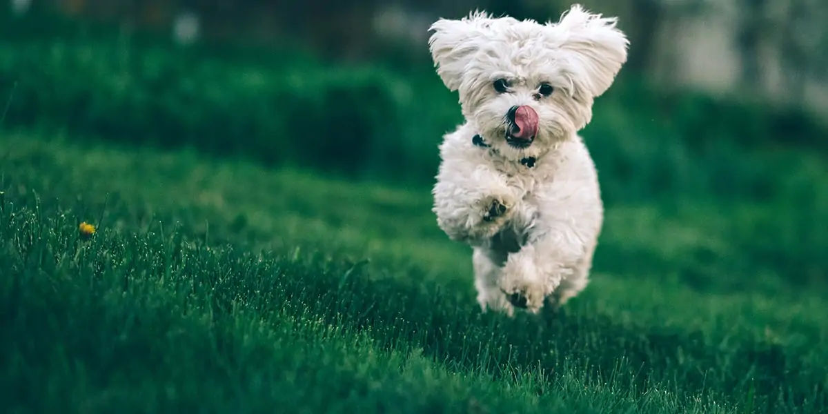 dogs, dogs facts, dogs age, fun facts about dogs, facts about dogs, dogs fun fact, fun facts dogs, d