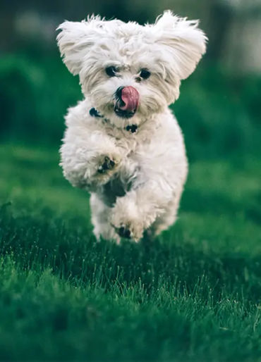 dogs, dogs facts, dogs age, fun facts about dogs, facts about dogs, dogs fun fact, fun facts dogs, d