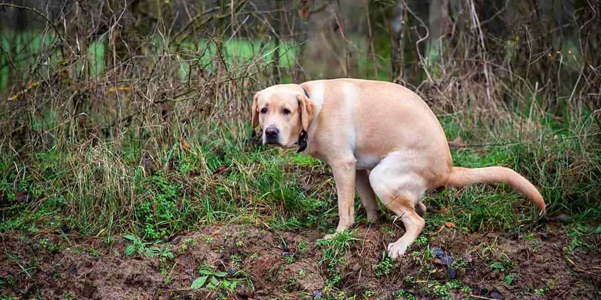 dogs, dogs facts, dogs age, fun facts about dogs, facts about dogs, dogs fun fact, fun facts dogs, d