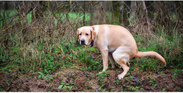 dogs, dogs facts, dogs age, fun facts about dogs, facts about dogs, dogs fun fact, fun facts dogs, d