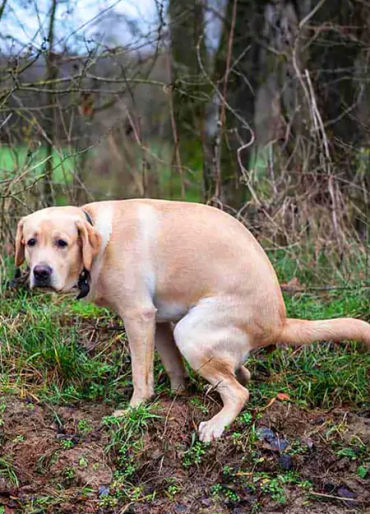 dogs, dogs facts, dogs age, fun facts about dogs, facts about dogs, dogs fun fact, fun facts dogs, d