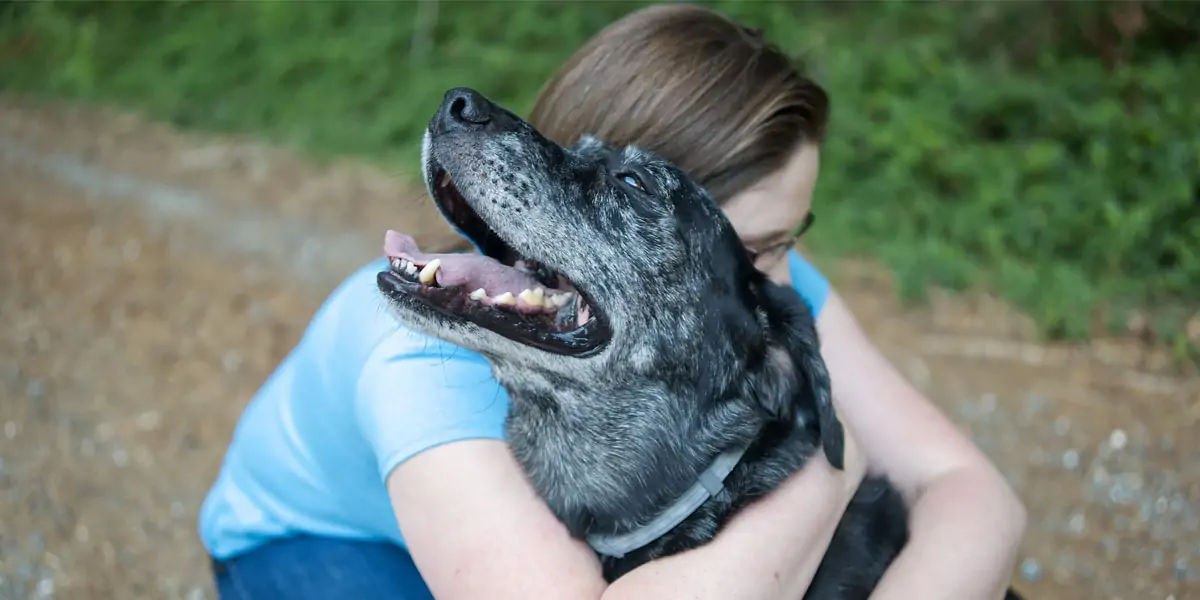 dogs, dogs facts, dogs age, fun facts about dogs, facts about dogs, dogs fun fact, fun facts dogs, d