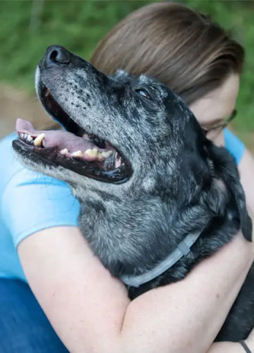 dogs, dogs facts, dogs age, fun facts about dogs, facts about dogs, dogs fun fact, fun facts dogs, d