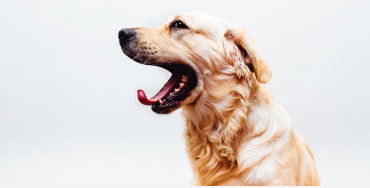 dogs, dogs facts, dogs age, fun facts about dogs, facts about dogs, dogs fun fact, fun facts dogs, d
