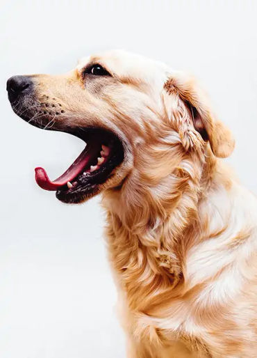 dogs, dogs facts, dogs age, fun facts about dogs, facts about dogs, dogs fun fact, fun facts dogs, d