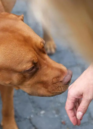 dogs, dogs facts, dogs age, fun facts about dogs, facts about dogs, dogs fun fact, fun facts dogs, d