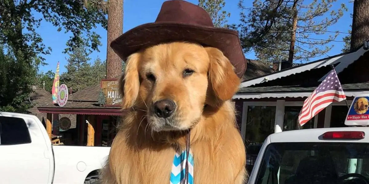 dogs, dogs facts, dogs age, fun facts about dogs, facts about dogs, dogs fun fact, fun facts dogs, d