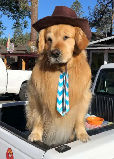 dogs, dogs facts, dogs age, fun facts about dogs, facts about dogs, dogs fun fact, fun facts dogs, d