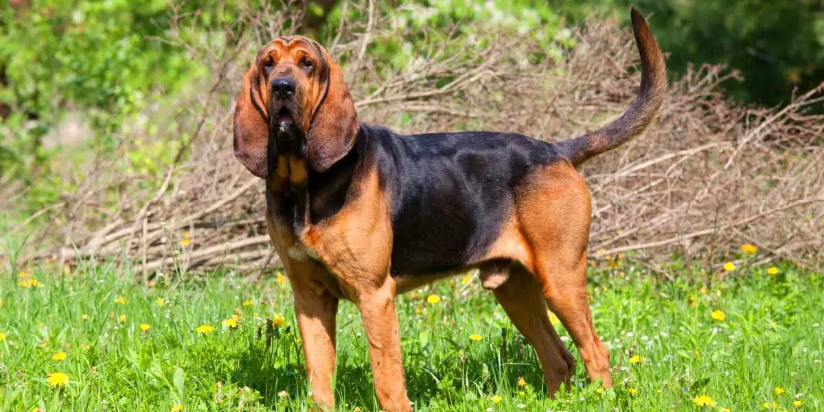 can bloodhounds smell better than other dogs