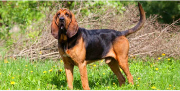 dogs, dogs facts, dogs age, fun facts about dogs, facts about dogs, dogs fun fact, fun facts dogs, d