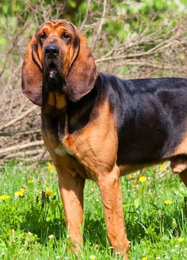 dogs, dogs facts, dogs age, fun facts about dogs, facts about dogs, dogs fun fact, fun facts dogs, d