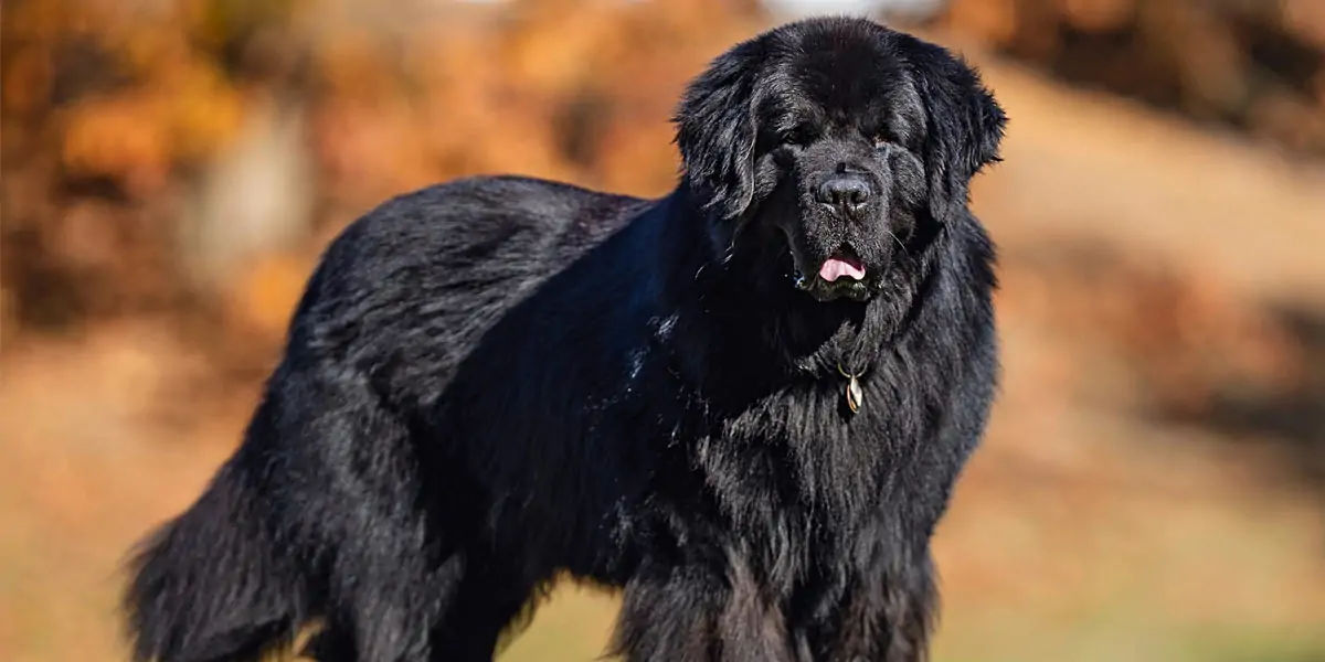 dogs, dogs facts, dogs age, fun facts about dogs, facts about dogs, dogs fun fact, fun facts dogs, d