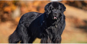 dogs, dogs facts, dogs age, fun facts about dogs, facts about dogs, dogs fun fact, fun facts dogs, d