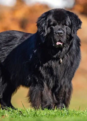 dogs, dogs facts, dogs age, fun facts about dogs, facts about dogs, dogs fun fact, fun facts dogs, d