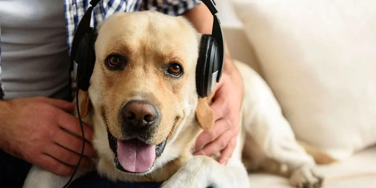 what frequency can only dogs hear