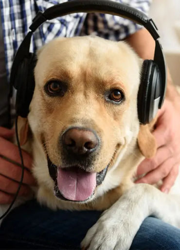 dogs, dogs facts, dogs age, fun facts about dogs, facts about dogs, dogs fun fact, fun facts dogs, d