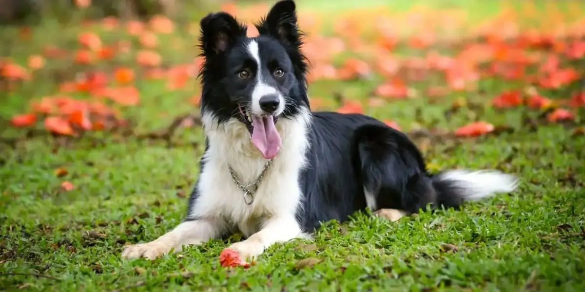 dogs, dogs facts, dogs age, fun facts about dogs, facts about dogs, dogs fun fact, fun facts dogs, d
