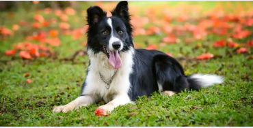 dogs, dogs facts, dogs age, fun facts about dogs, facts about dogs, dogs fun fact, fun facts dogs, d