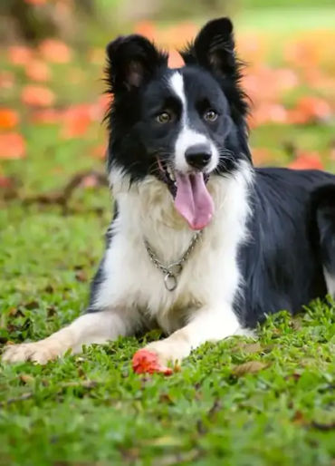 dogs, dogs facts, dogs age, fun facts about dogs, facts about dogs, dogs fun fact, fun facts dogs, d