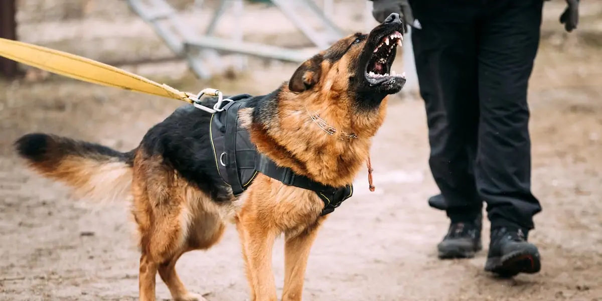 dogs, dogs facts, dogs age, fun facts about dogs, facts about dogs, dogs fun fact, fun facts dogs, d